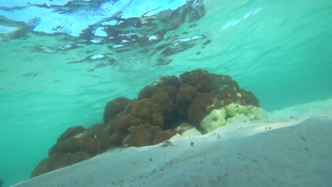 Geschütztes-Stück-Korallenriff-Und-Fische-In-Cancun,-Mexiko