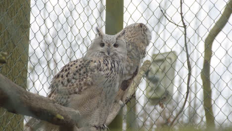 Eagle-owl-sitting-on-branche-and-looking-at-camera-in-small-bird-cage
