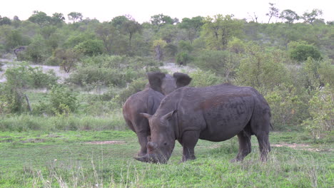 Two-White-Rhino-peacefully-grazing-while-an-aggressive-elephant-mock-charges-and-stomps-at-them-in-the-background