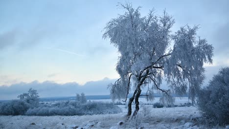 Time-lapse-of-frozen-trees-on-an-overcast-day-with-clouds-flying-past