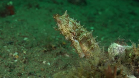 white-thorny-seahorse-close-up-clinging-to-some-corals