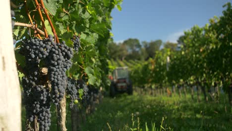 Tractor-in-vineyards-are-harvesting-grapes.-Blue-sky