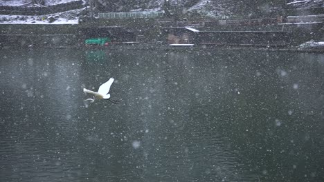 White-Japanese-Crane-Flying-through-snow-in-Slow-Motion