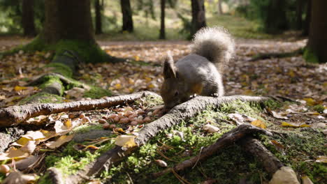 Nahaufnahme-Eines-Eichhörnchens,-Das-Nüsse-Auf-Einem-Herbstlichen-Waldboden-Frisst