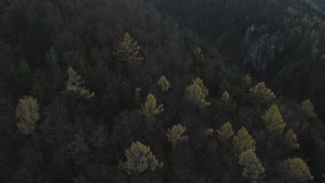 Dark-dramatic-forest-giving-mythical-feeling-during-autumn-season,-aerial