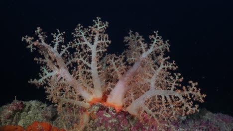 Pink-soft-coral-on-coral-reef-during-night