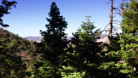Ascending-up-over-the-pine-trees-in-the-Tehachapi-forest-to-see-the-mountains-and-Mojave-Desert-beyond--aerial-view