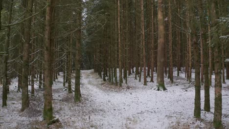 4k-Uhd-Luftdrohnenclip-Von-Grünen-Bäumen-In-Einem-Verträumten-Wald-Im-Winter-Mit-Schnee,-Der-Den-Kalten-Boden-Und-Die-Baumkronen-In-Bayern,-Deutschland-Bedeckt