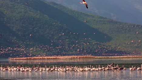 Huge-flock-of-wild-pink-flamingo-colony-standing-and-flying-around-shallow-river-in-the-thousands-in-Kenya,-Africa