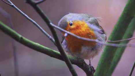 European-robin-bird-sitting-on-tree-branch,-closeup-view