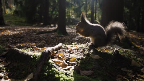 Dark-slomo-shot-of-squirrel-eating-on-ground-in-forest,-close-view