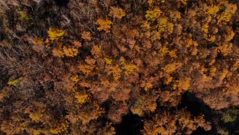 Slow-rising-aerial-over-dense-autumn-color-forest-during-peak-foliage
