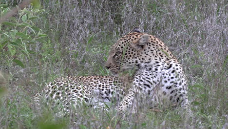 Leopard-grooms,-looks-into-distance-listening.-Gimbal-shot