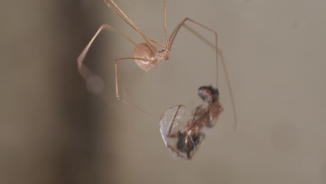 Cellar-Spider-Wrapping-Prey,-Ant,-With-Silk