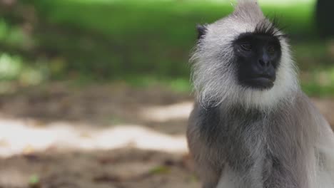 Langur-monkey-sits-still-looking-around-in-a-jungle