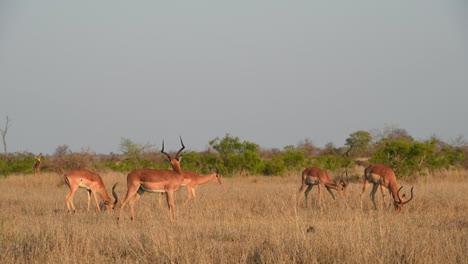 Wide-shot-of-five-impala-males-grazing-on-the-dry-grassland-in-Kruger-National-Park