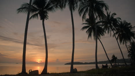 Palm-trees-beach-sunset-time-lapse
