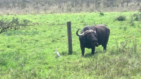 Afrikanischer-Kapbüffel,-Der-Auf-Frischem-Gras-Der-Savanne-Weidet,-Kenia-Wild-Lebende-Tiere