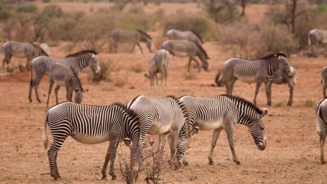 Huge-herd-of-zebras-walk-and-graze-on-a-hot-summer-day-in-the-drylands-of-Kenya,-Africa