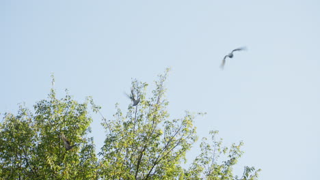 Palomas-Volando-Y-Aterrizando-Sobre-Ramas-De-árboles-En-El-Parque-En-Un-Día-Soleado-De-Verano-En-Tokio,-Japón