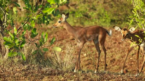 Close-full-body-shot-of-two-little-impala-fawns-looking-and-smelling-leaves,-Kruger-National-Park