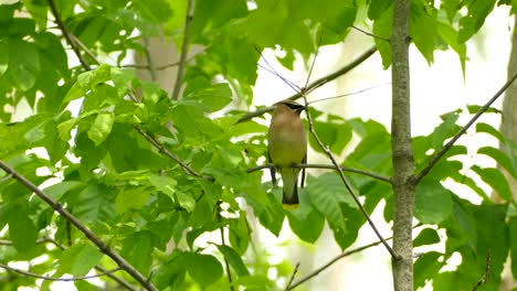 A-beautiful-and-vigilant-cedar-waxwing-sitting-on-a-branch-looking-out-at-it´s-surroundings