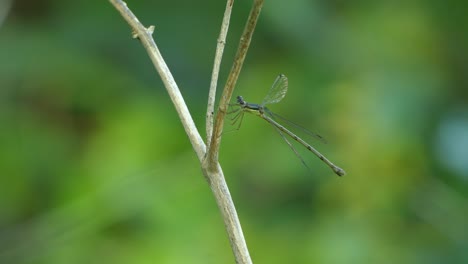Dragonfly-flying-away-of-a-wooden-stick-with-a-green-blurred-background