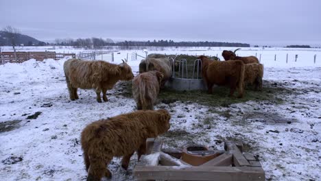 Domestic-highland-cattle-eating-from-haystack