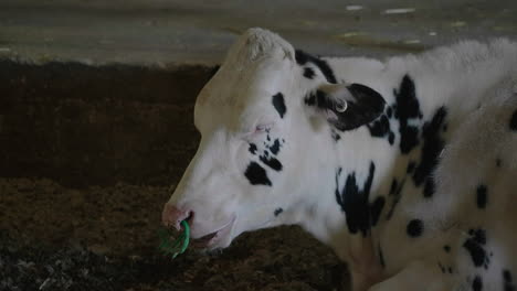 An-Adult-Dairy-Cow-With-Nose-Ring-Chewing-Hay-In-A-Cowshed---side-close-up