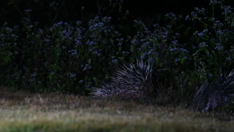 Malayan-Porcupine,-Hystrix-brachyura,-Kaeng-Krachan-National-Park,-Thailand,-4K-Footage