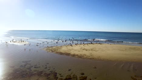 A-flock-of-birds-takes-off-from-an-exposed-intertidal-beach,-Puerto-Peñasco,-Rocky-Point,-Gulf-of-California,-Mexico