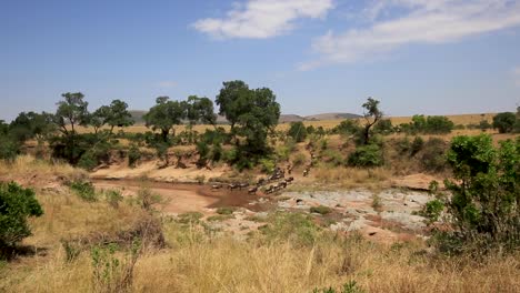 Weite-Sicht-Auf-Die-Herde-Von-Gnus,-Die-An-Heißen-Sommertagen-In-Der-Serengeti,-Afrikanische-Savanne,-Kenia,-Afrika,-über-Einen-Flachen-Fluss-Wandern