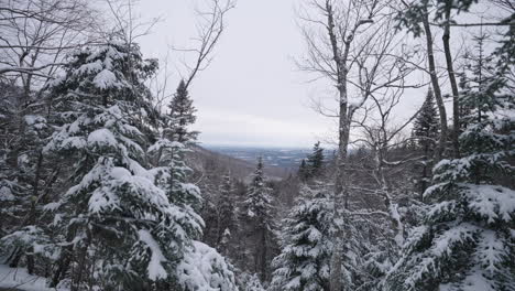 Schneebedeckte-Nadelbäume-Und-Kahle-Bäume-In-Einem-Wald-Im-Winter---Weitschuss