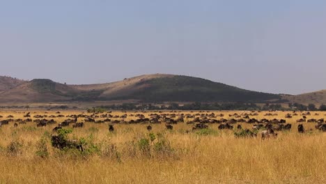 Huge-herd-of-wildebeests-grazing-and-walking-across-the-grasslands-on-a-sunny-summer-day-in-Serengeti-African-Savanna,-Kenya