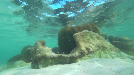 Stück-Korallenriff-In-Der-Nähe-Von-Cancun-Mexiko-Gesehen