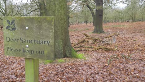 Deer-sanctuary-please-keep-out-conservation-warning-sign-in-woodland-with-fallow-deer-in-background