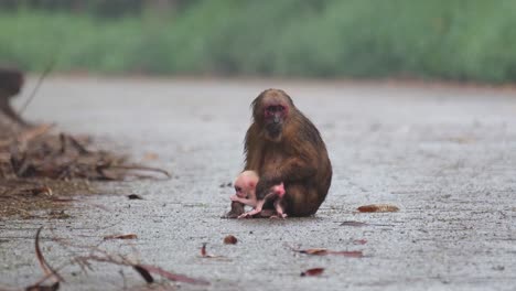 Stump-tailed-Macaque,-Macaca-arctoides,-4K-Footage