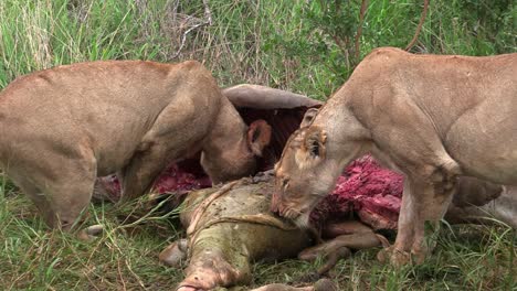 Close-up-of-two-lioness-feeding-on-a-giraffe-carcass,-Kruger-National-Park