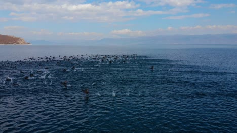 Wildenten-Schwimmen-Auf-Dem-Leuchtend-Blauen-Wasser-Des-Sees-Und-Fliegen