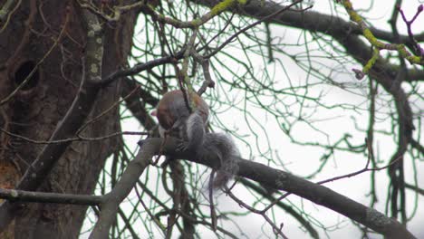 Gray-Squirrel-sitting-on-tree-branch-cleaning-itself-then-runs-away