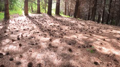 Low-angle-pov-through-pine-forest-with-many-pine-cones-on-the-ground-in-summer