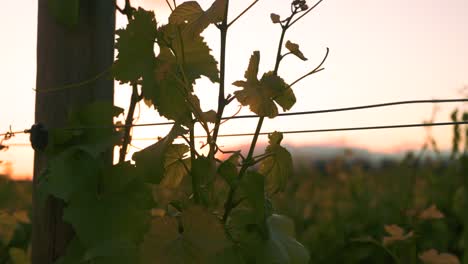 Zooming-in-shot-of-sunset-behind-a-vine,-growing-up-a-wooden-pole-at-a-vineyard-during-dusk-in-Waipara,-New-Zealand