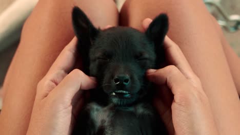 Close-up-of-a-sleeping-black-puppy-getting-a-gentle-face-massage