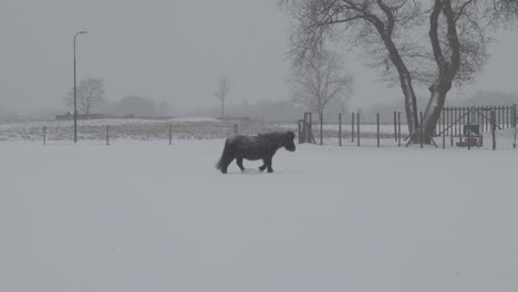 Pony-walking-through-snow-covered-meadow-in-severe-winter-weather---wide