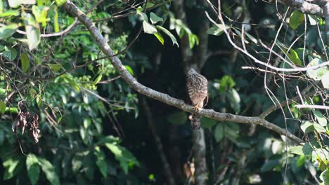 Shikra,-Juvenil,-águila-Calva,-Parque-Nacional-Khao-Yai,-Tailandia