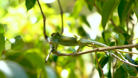 Beautiful-green-chameleon-reaches-out-and-climbs-onto-thin-branch-in-tree
