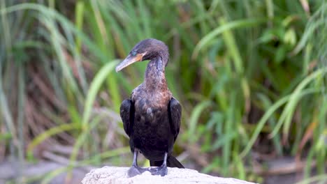 A-black-neotropic-cormorant-resting-on-a-rock-while-grooming-its-feathers-with-its-beak-surrounded-by-nature