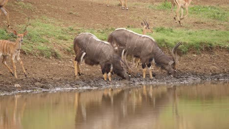 Drei-Wachsame-Nyala-Antilopenmännchen-Erschrecken-Beim-Wassertrinken