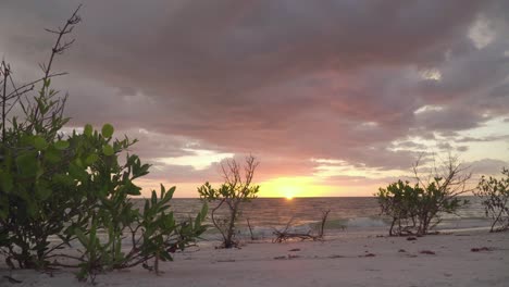 Schöner-Und-Entspannender-Tropischer-Sonnenuntergang-Am-Strand-Mit-Einheimischen-Pflanzen-Im-Vordergrund