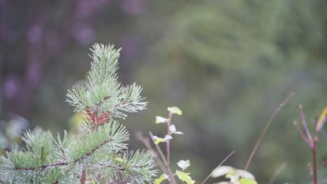 Spruce-Needles---Coniferous-Tree-Needles-In-Woodland-Of-Norway